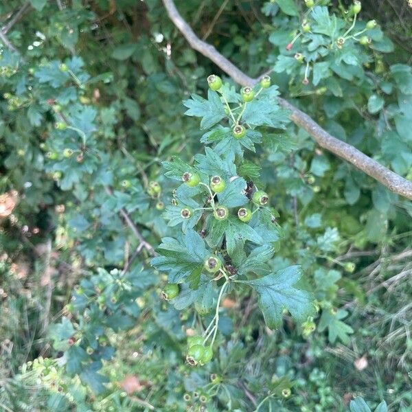 Crataegus laevigata Лист