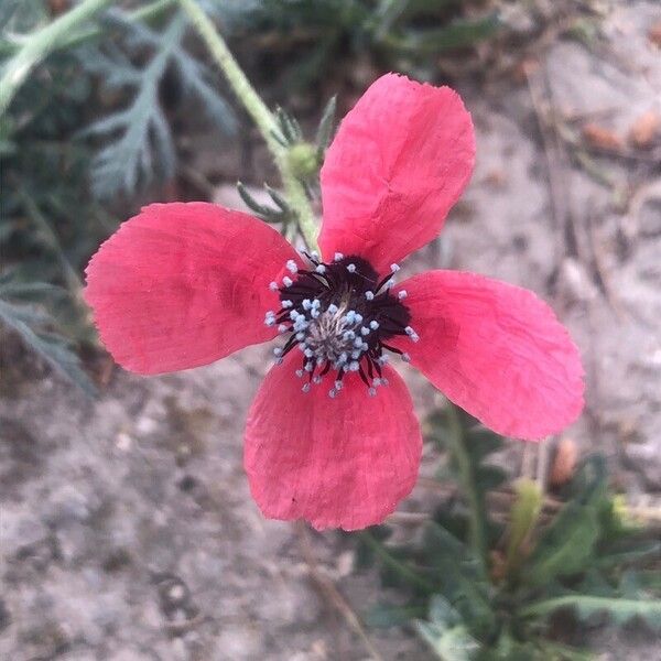 Papaver hybridum Кветка