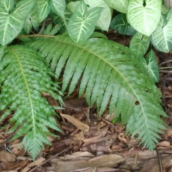 Blechnum brasiliense Листок