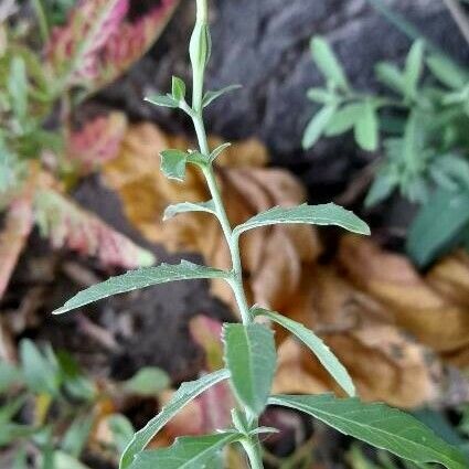 Oenothera speciosa Habit