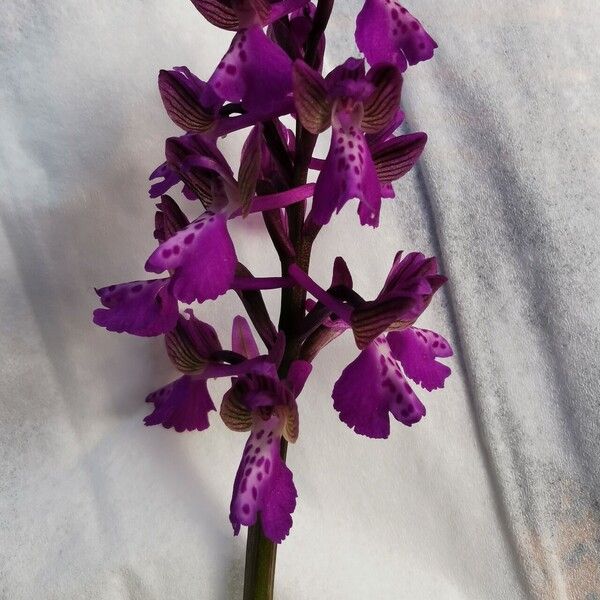 Anacamptis morio 花