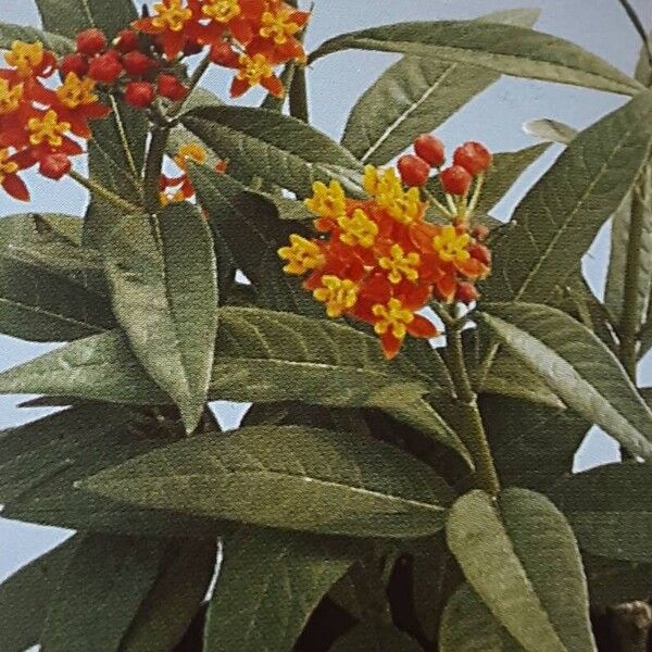 Asclepias curassavica Kwiat