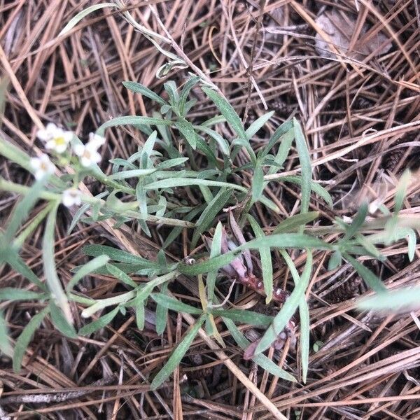 Lepidium graminifolium Frunză