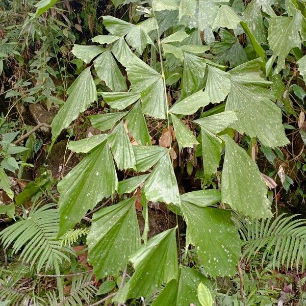 Caryota mitis ഇല