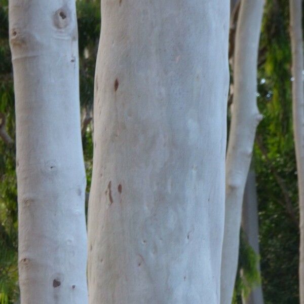 Corymbia citriodora Bark