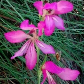 Gladiolus italicus Kvet