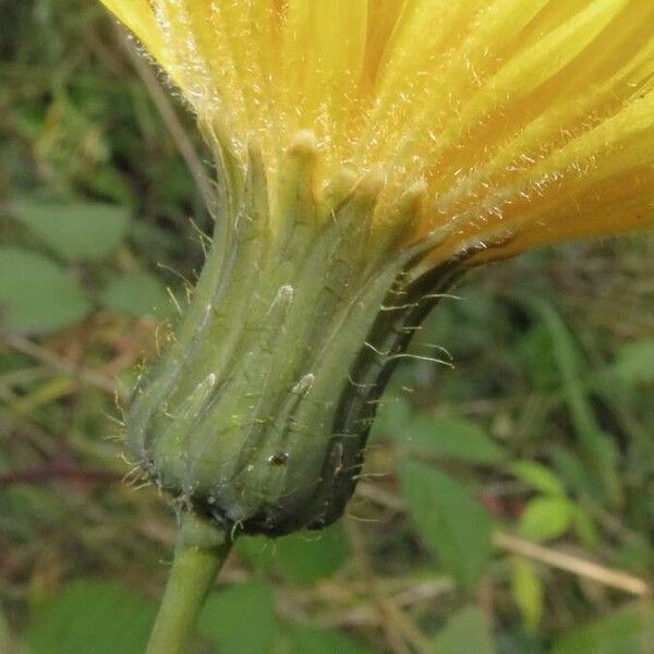 Sonchus arvensis 花