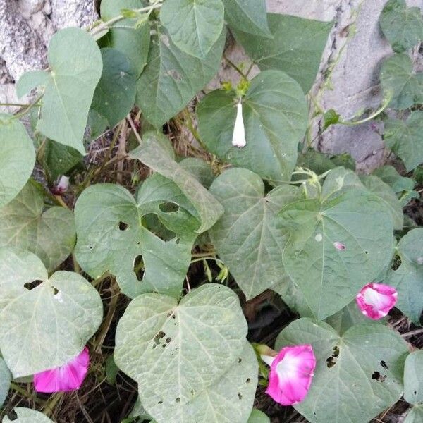 Ipomoea triloba Floro