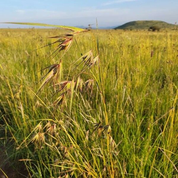 Themeda triandra Žiedas