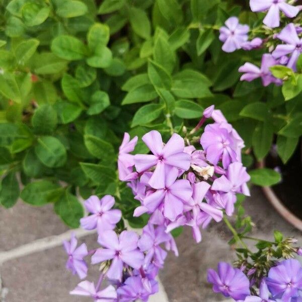 Plumbago auriculata Blüte