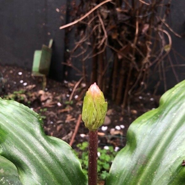 Veltheimia bracteata Blomst