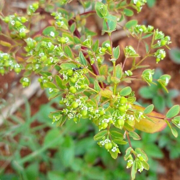 Euphorbia hyssopifolia Flower