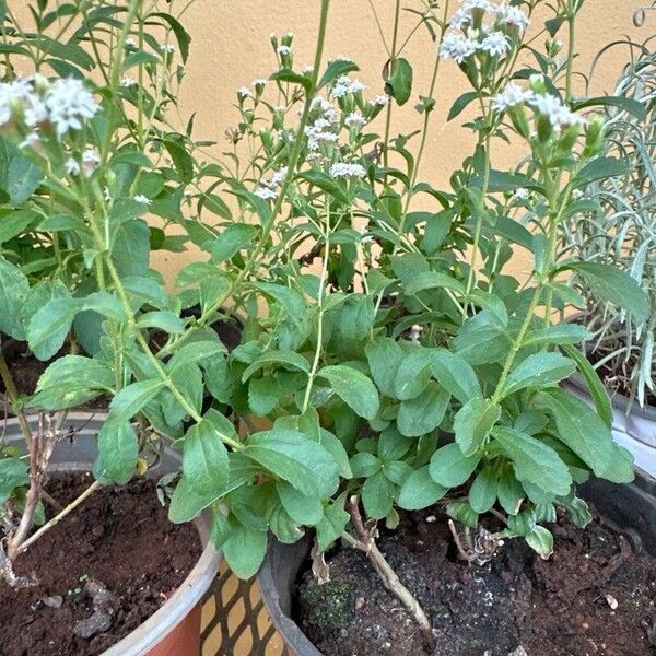 Stevia rebaudiana Blatt