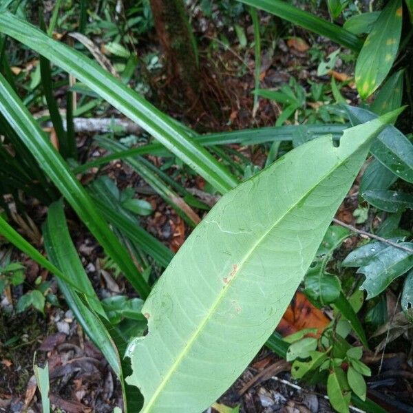 Ixora sparsifolia ഇല