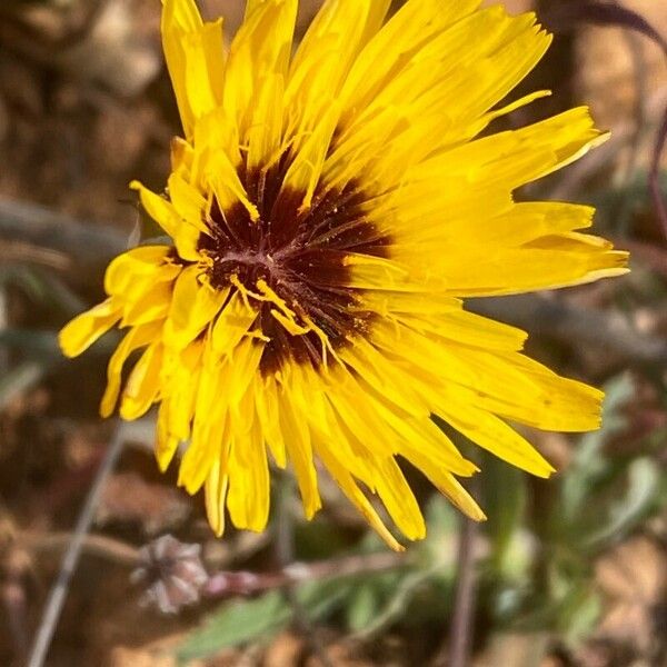 Reichardia tingitana Flower