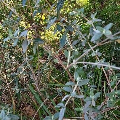 Teucrium fruticans Yaprak