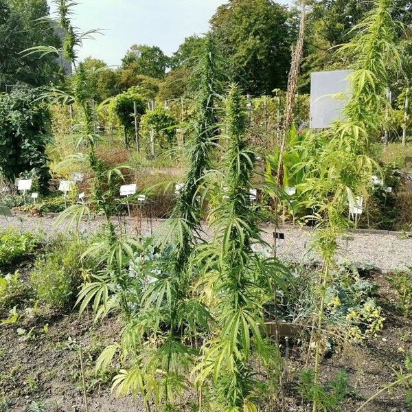 Cannabis sativa অভ্যাস