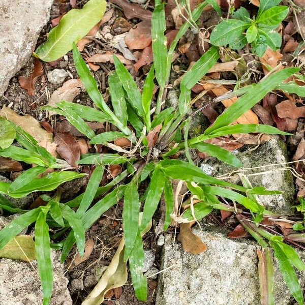 Axonopus compressus Leaf