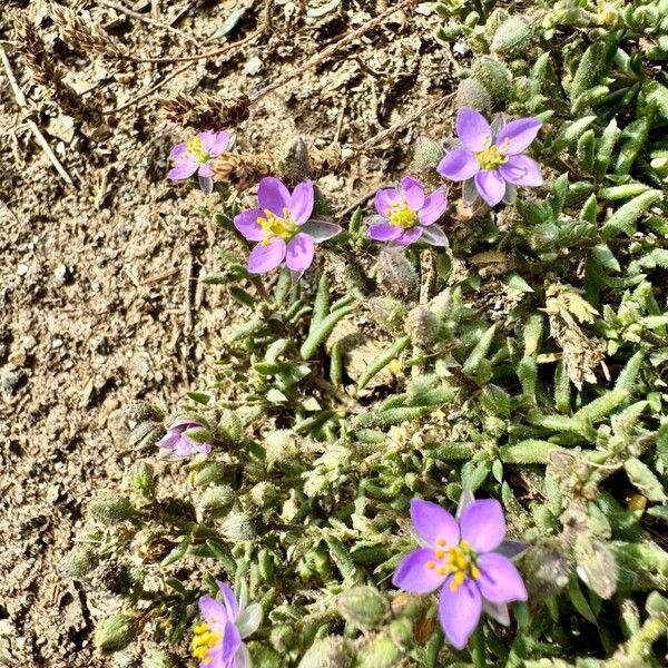 Spergularia rupicola Blomst