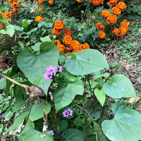 Ipomoea triloba ফুল