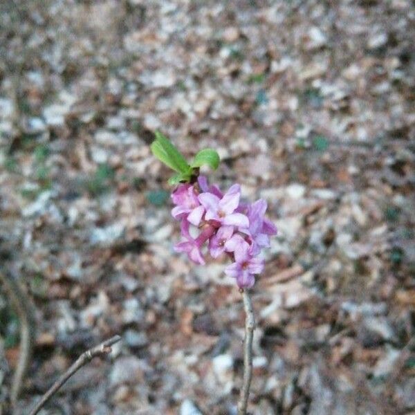 Daphne mezereum Blomst