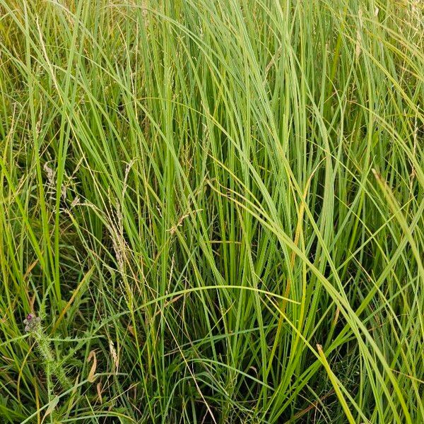 Carex aquatilis Folha