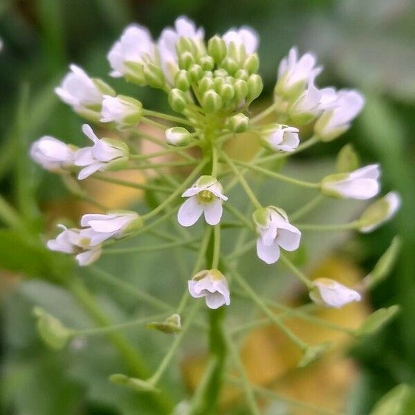 Thlaspi arvense Floare