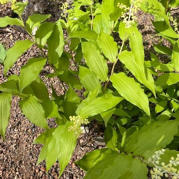 Maianthemum racemosum Φύλλο