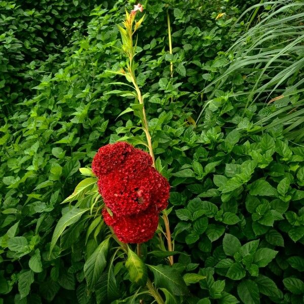 Celosia cristata Floro