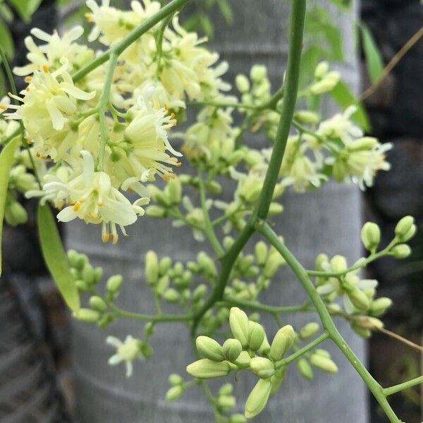 Moringa drouhardii Fiore