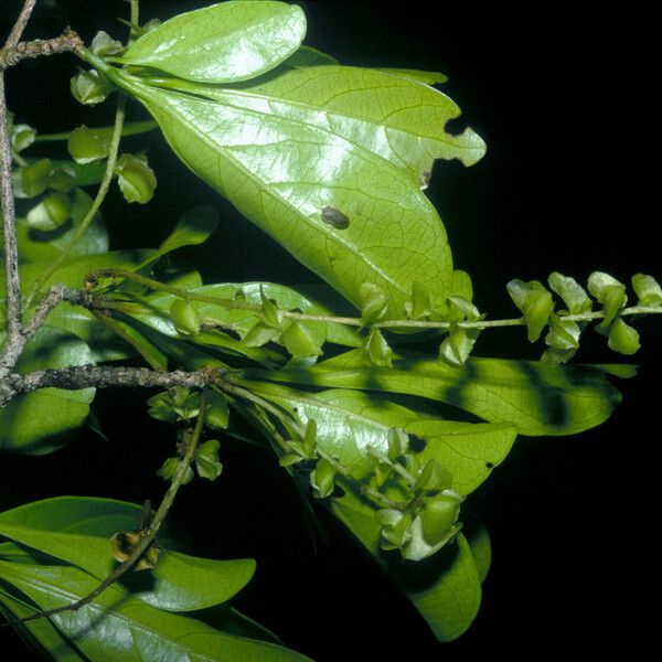 Terminalia amazonia Hoja