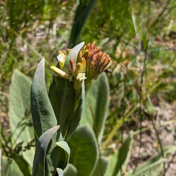 Turritis glabra Flor