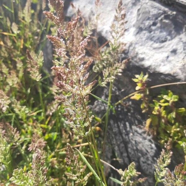 Polypogon viridis Flor