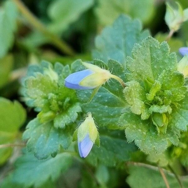 Veronica polita Flower