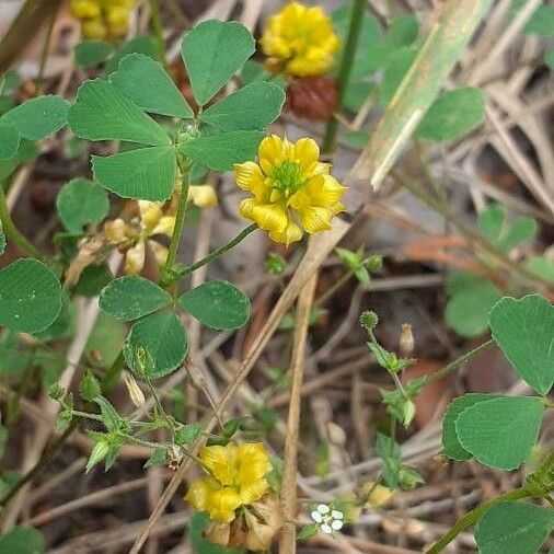 Trifolium aureum Folla