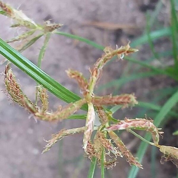 Cyperus rotundus Žiedas