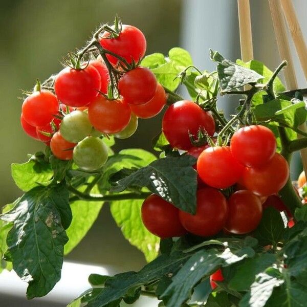 Solanum lycopersicum फल