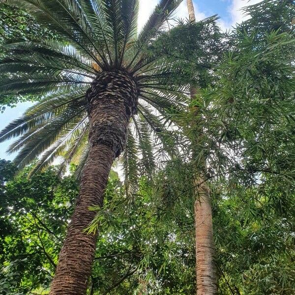 Phoenix canariensis Frunză