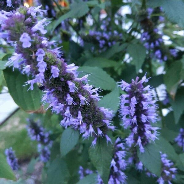 Agastache foeniculum Blodyn