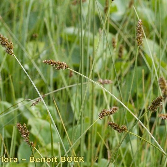 Carex diandra Annet