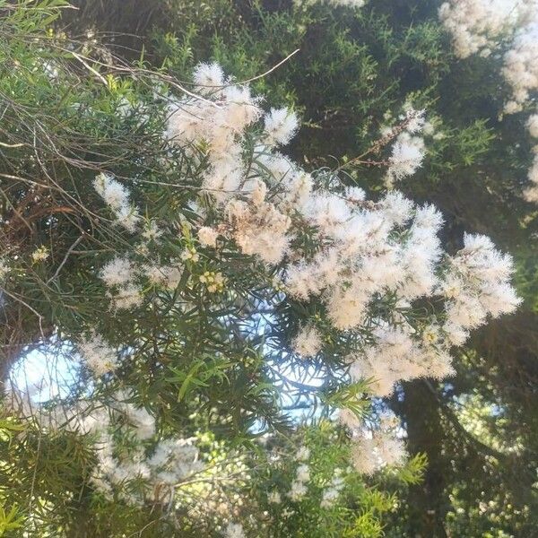 Melaleuca linariifolia Квітка