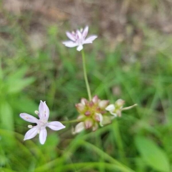 Allium canadense Floro