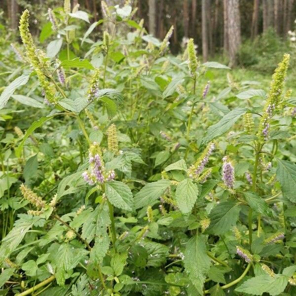 Elsholtzia ciliata Blomma