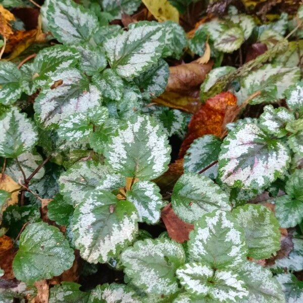 Lamium galeobdolon Blad