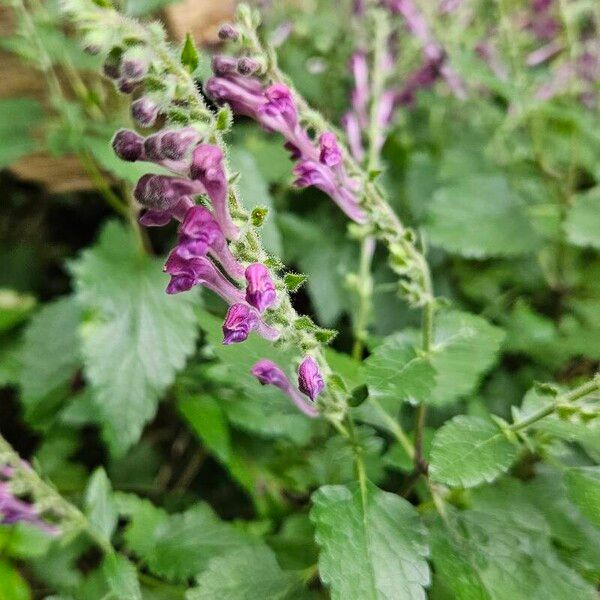 Scutellaria columnae Květ