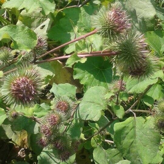 Arctium lappa Vrucht