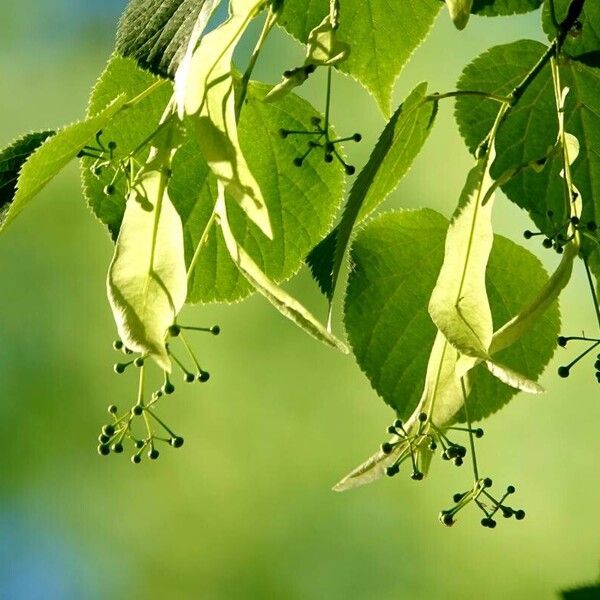 Tilia platyphyllos 葉