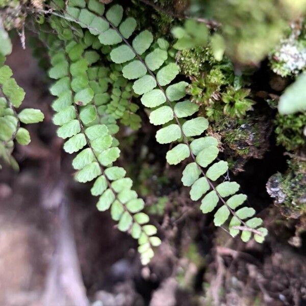 Asplenium trichomanes 叶