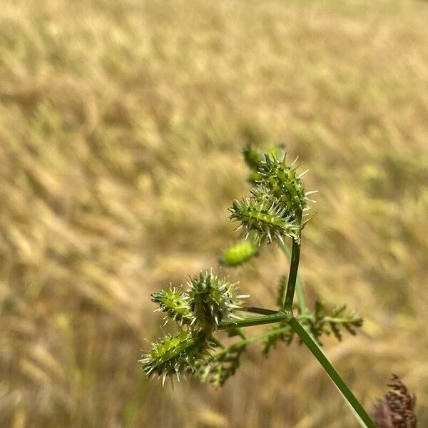 Caucalis platycarpos Frucht