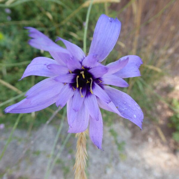 Catananche caerulea Цвят